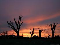 A Group of Wind Turbines are Silhouetted by the Setting Sun-Charlie Riedel-Photographic Print