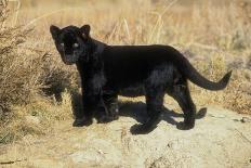 Black Jaguar (Panthera Onca) Kitten, Captive-Charlie Summers-Framed Photographic Print