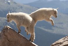 Juvenile Rocky Mountain Goats (Oreamnos Americanus) Playing on the Top of a Rocky Outcrop-Charlie Summers-Stretched Canvas