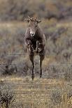 Rocky Mountain Bighorn Sheep (Ovis Canadensis) Female Jumping Barbed Wire Fence, Montana, USA-Charlie Summers-Photographic Print