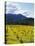 Charlock at Robert Mondavi Winery, Napa Valley, Usa-Hendrik Holler-Stretched Canvas