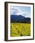 Charlock at Robert Mondavi Winery, Napa Valley, Usa-Hendrik Holler-Framed Photographic Print