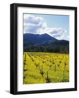 Charlock at Robert Mondavi Winery, Napa Valley, Usa-Hendrik Holler-Framed Photographic Print
