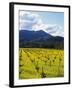 Charlock at Robert Mondavi Winery, Napa Valley, Usa-Hendrik Holler-Framed Photographic Print