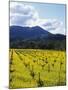 Charlock at Robert Mondavi Winery, Napa Valley, Usa-Hendrik Holler-Mounted Photographic Print