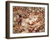 Charlotte Asleep-Anne Yvonne Gilbert-Framed Giclee Print