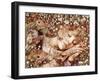 Charlotte Asleep-Anne Yvonne Gilbert-Framed Giclee Print