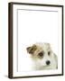 Charming Canine-Assaf Frank-Framed Giclee Print