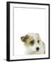 Charming Canine-Assaf Frank-Framed Giclee Print