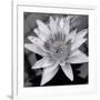 Charming Waterlily-Richard Sutton-Framed Premium Giclee Print