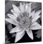 Charming Waterlily-Richard Sutton-Mounted Premium Giclee Print