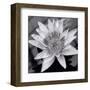 Charming Waterlily-Richard Sutton-Framed Art Print