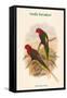 Charmosyna Stellae - Stella Parakeet-John Gould-Framed Stretched Canvas