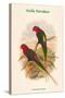 Charmosyna Stellae - Stella Parakeet-John Gould-Stretched Canvas