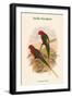 Charmosyna Stellae - Stella Parakeet-John Gould-Framed Art Print