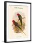 Charmosyna Stellae - Stella Parakeet-John Gould-Framed Art Print