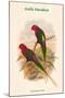 Charmosyna Stellae - Stella Parakeet-John Gould-Mounted Art Print