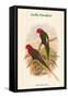 Charmosyna Stellae - Stella Parakeet-John Gould-Framed Stretched Canvas