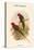 Charmosyna Stellae - Stella Parakeet-John Gould-Stretched Canvas