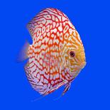 Pompadour or Symphysodon Fish in the Aquarium-Charoen Pattarapitak-Framed Stretched Canvas