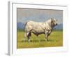 Charolais Bull-Peter Munro-Framed Premium Giclee Print