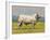 Charolais Bull-Peter Munro-Framed Premium Giclee Print