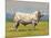 Charolais Bull-Peter Munro-Mounted Premium Giclee Print