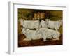 Charolais Bulls, Dippenhall, Farnham-Gareth Lloyd Ball-Framed Giclee Print