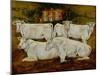 Charolais Bulls, Dippenhall, Farnham-Gareth Lloyd Ball-Mounted Giclee Print