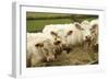 Charolais Cattle Eating Hay-null-Framed Photographic Print