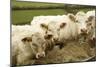 Charolais Cattle Eating Hay-null-Mounted Photographic Print