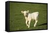 Charolaise Cow Calf on Grass-null-Framed Stretched Canvas