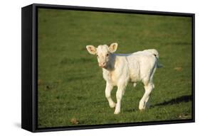 Charolaise Cow Calf on Grass-null-Framed Stretched Canvas