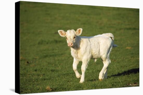 Charolaise Cow Calf on Grass-null-Stretched Canvas