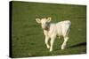 Charolaise Cow Calf on Grass-null-Stretched Canvas