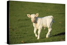 Charolaise Cow Calf on Grass-null-Stretched Canvas