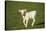 Charolaise Cow Calf on Grass-null-Stretched Canvas