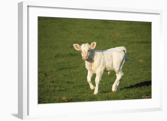 Charolaise Cow Calf on Grass-null-Framed Photographic Print