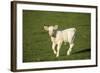 Charolaise Cow Calf on Grass-null-Framed Photographic Print