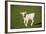 Charolaise Cow Calf on Grass-null-Framed Photographic Print