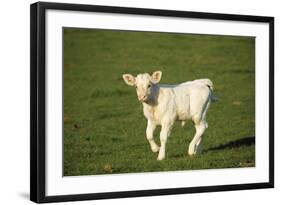 Charolaise Cow Calf on Grass-null-Framed Photographic Print