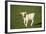 Charolaise Cow Calf on Grass-null-Framed Photographic Print
