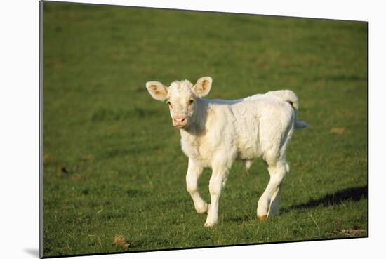 Charolaise Cow Calf on Grass-null-Mounted Photographic Print