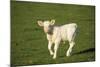 Charolaise Cow Calf on Grass-null-Mounted Photographic Print