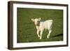 Charolaise Cow Calf on Grass-null-Framed Photographic Print