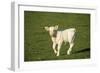 Charolaise Cow Calf on Grass-null-Framed Photographic Print