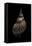 Charonia Tritonis (Triton)-Paul Starosta-Framed Stretched Canvas