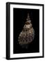 Charonia Tritonis (Triton)-Paul Starosta-Framed Premium Photographic Print