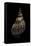 Charonia Tritonis (Triton)-Paul Starosta-Framed Stretched Canvas
