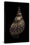 Charonia Tritonis (Triton)-Paul Starosta-Stretched Canvas